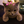 KOT_U