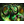 ORLG