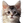 HOCUK