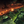 LAVA-