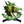 BAH