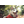VOPL