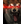 K_N_F