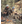 GV-DG