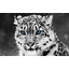 Snow_Bars_51rus