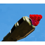 Red Flower