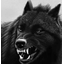 Immortal Black Wolfs