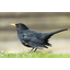 Super BlackBird