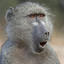 Бабуины