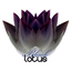 Black Lotus | Черный Лотос