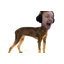 Jove-terrier