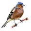 ЗЯБЛИК