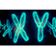 XX-XY