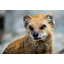 MONGOOSE
