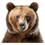 Brown Bear Team