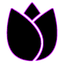 _Black_Tulip_