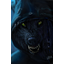 Foxes and wolves