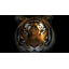 Tiger’s FangКлык тигра