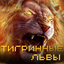 ТигринныеЛьвы