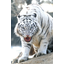 WHITE_TIGERS
