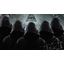 Brotherhood of dead