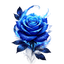 QYN of the Blue Rose