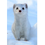 MUSTELA