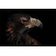 Black__Eagle