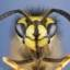 Order of steel wasps [OS]