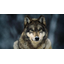 Canis lupus arctos