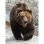 Русский Клан (Бурые - Медведи) / Russian Bears