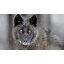 Black Wolfs Cadets1