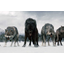 The evil_wolves