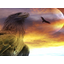 Heavenly Hunter